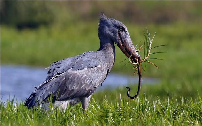 Shoebill stork Nile Delta Uganda